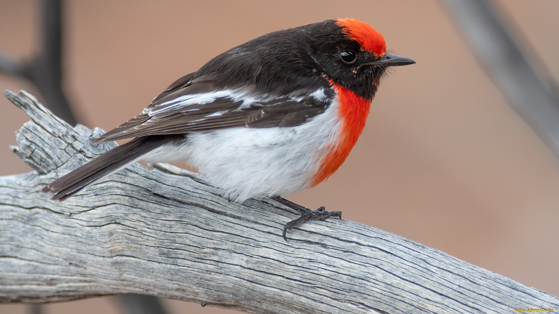 животные, птицы, птица