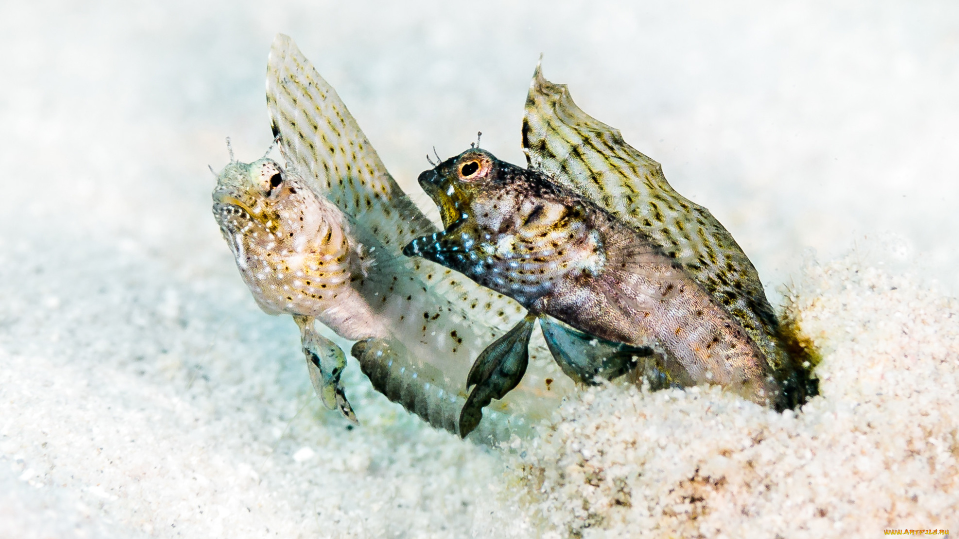 животные, рыбы