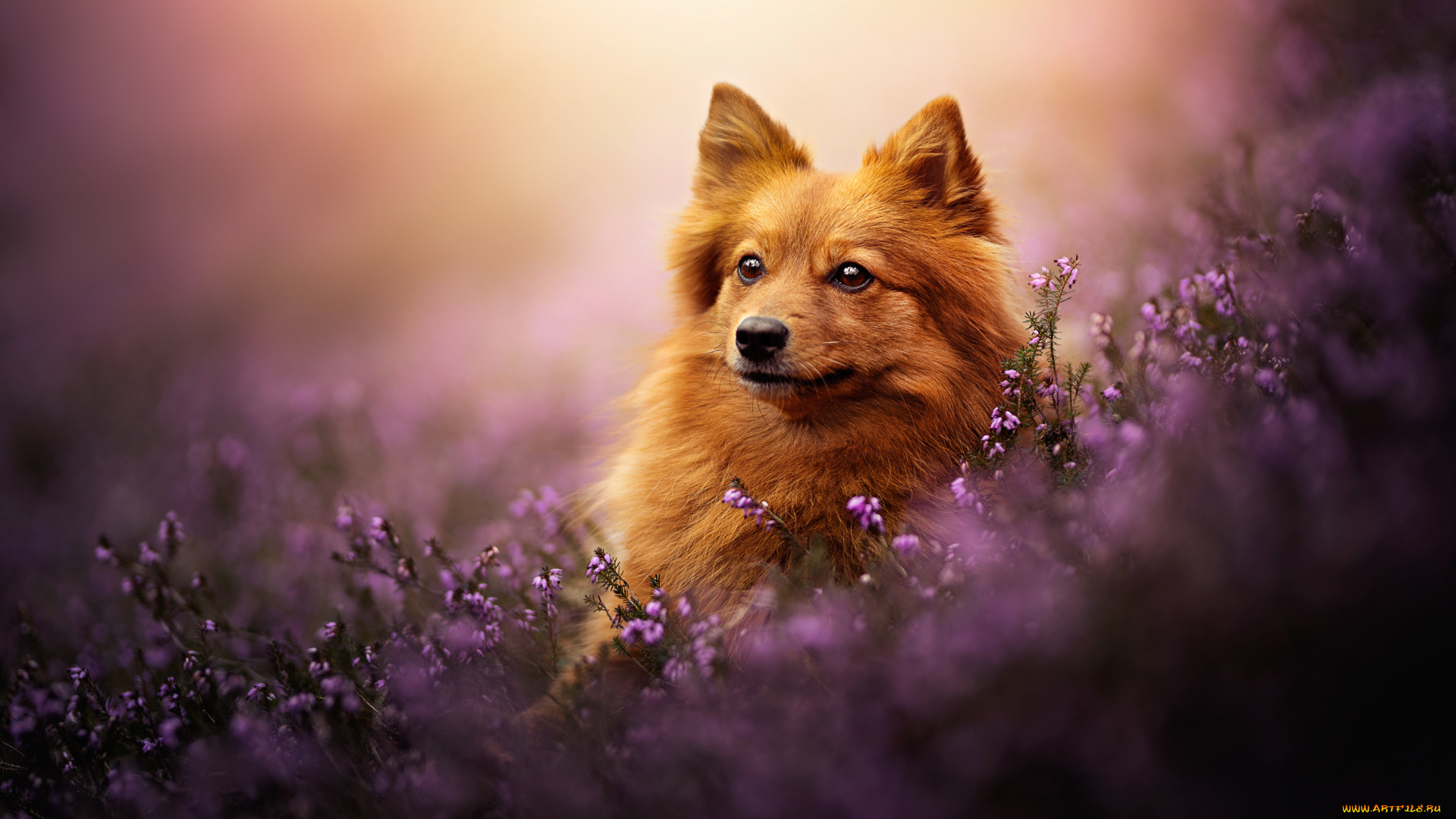 животные, собаки, собака