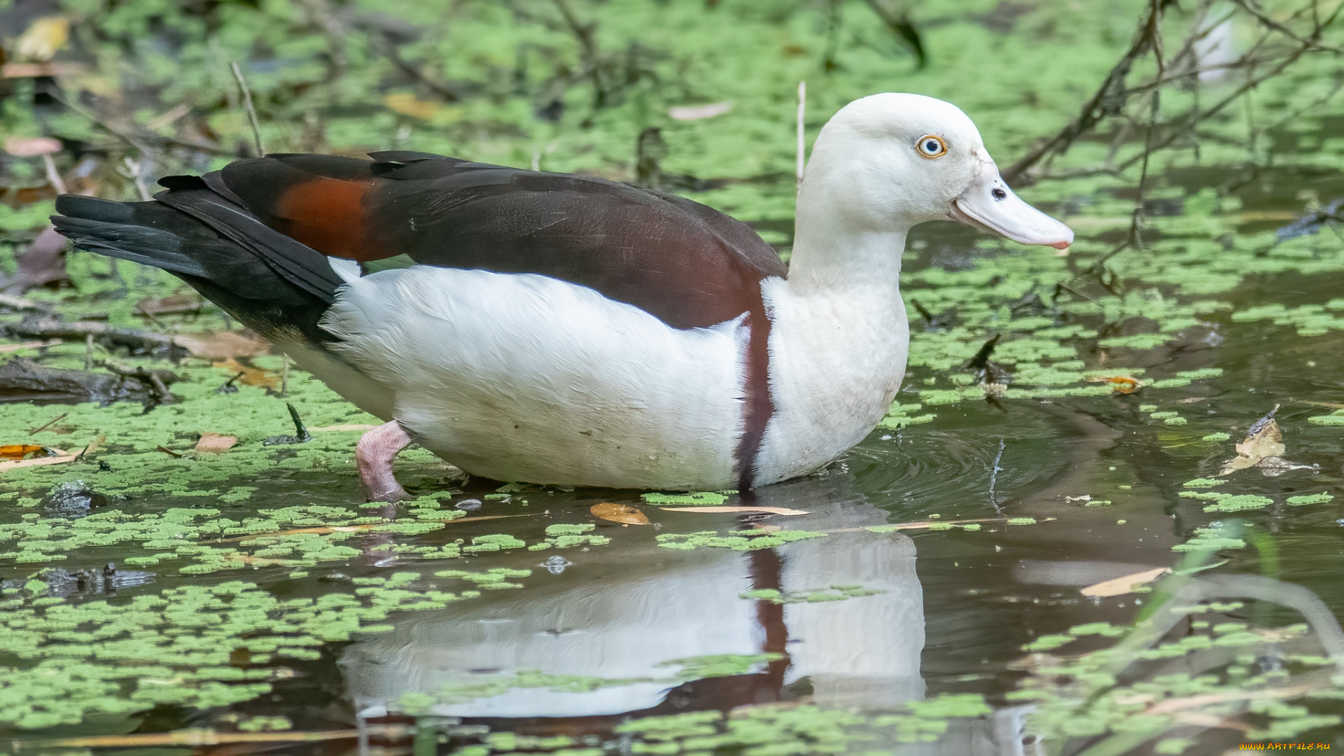 животные, утки