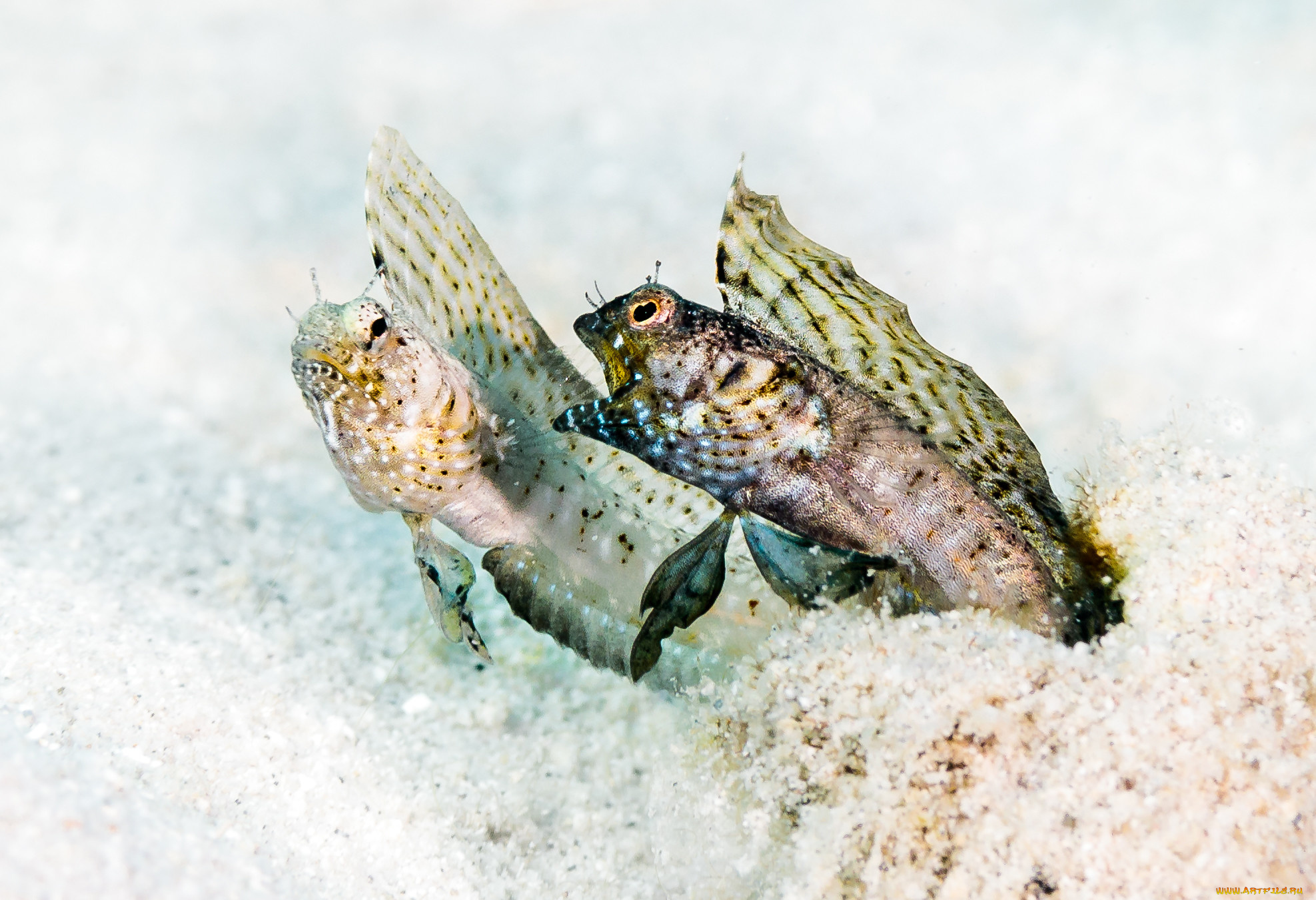 животные, рыбы