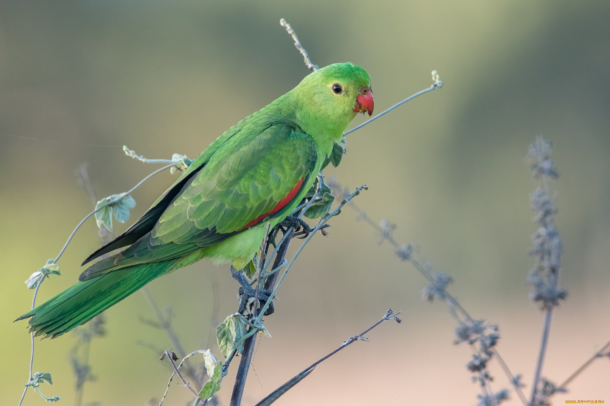 животные, попугаи, попугай