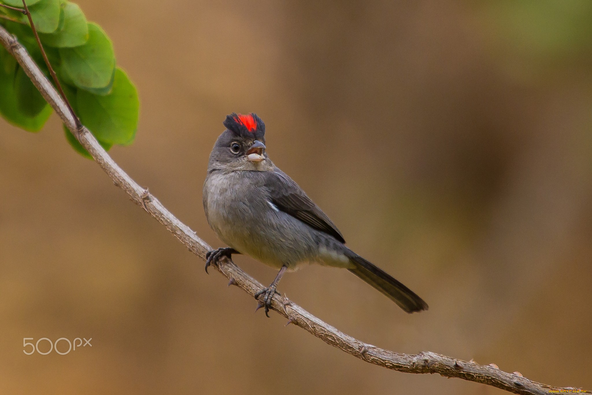 животные, птицы, вeтка, 500px, зяблик