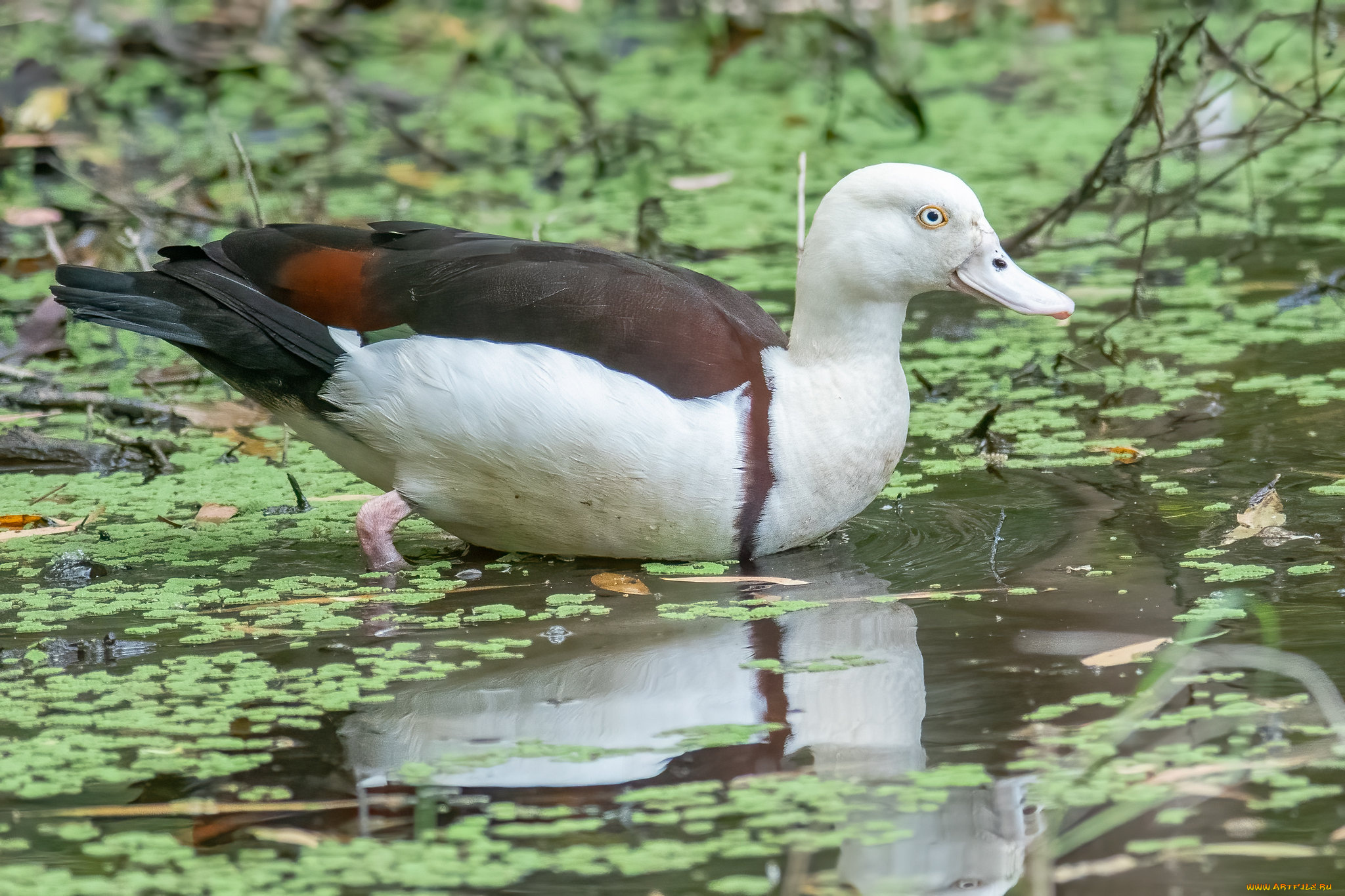 животные, утки