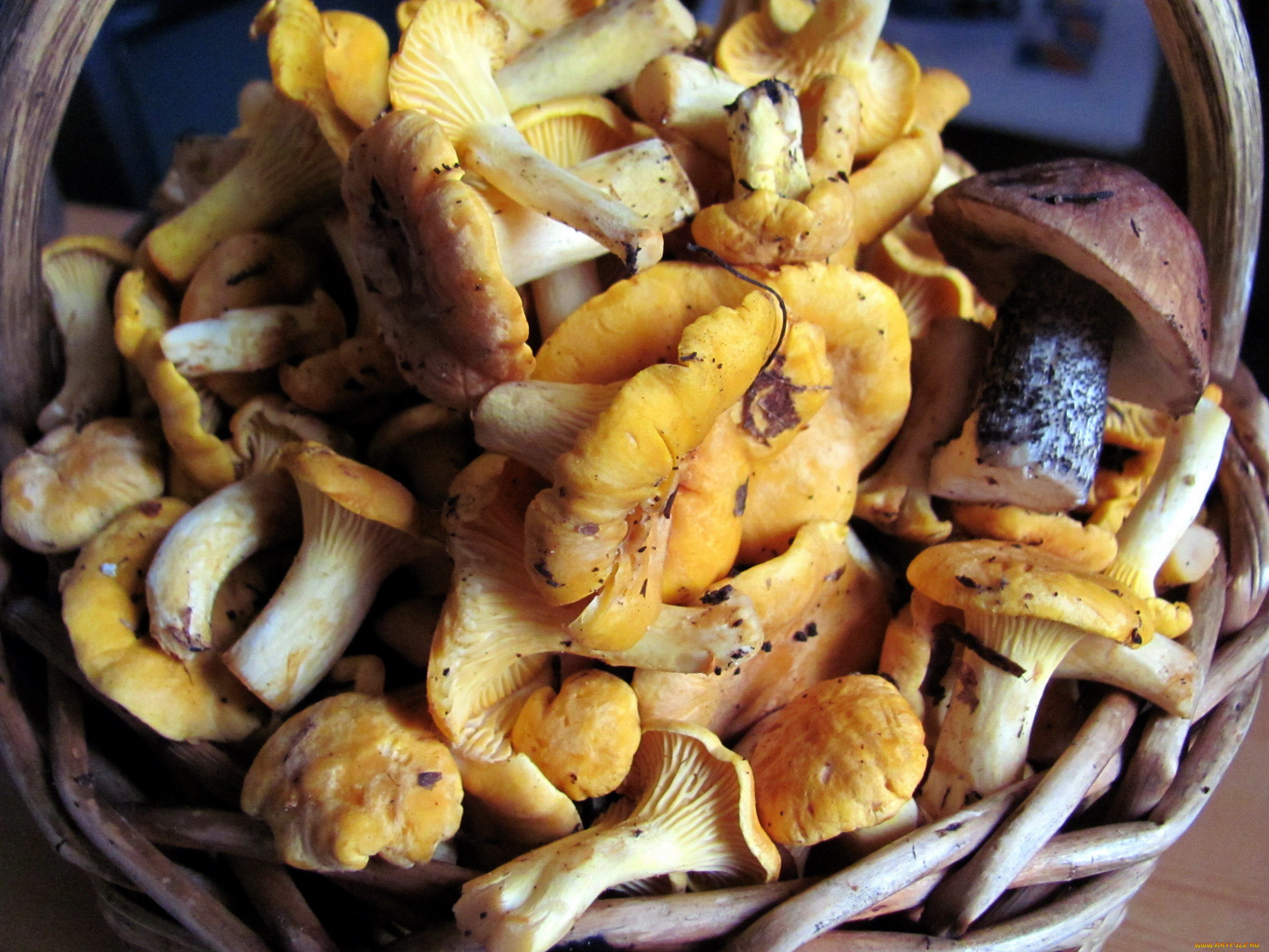 еда, грибы, , грибные, блюда, лисички