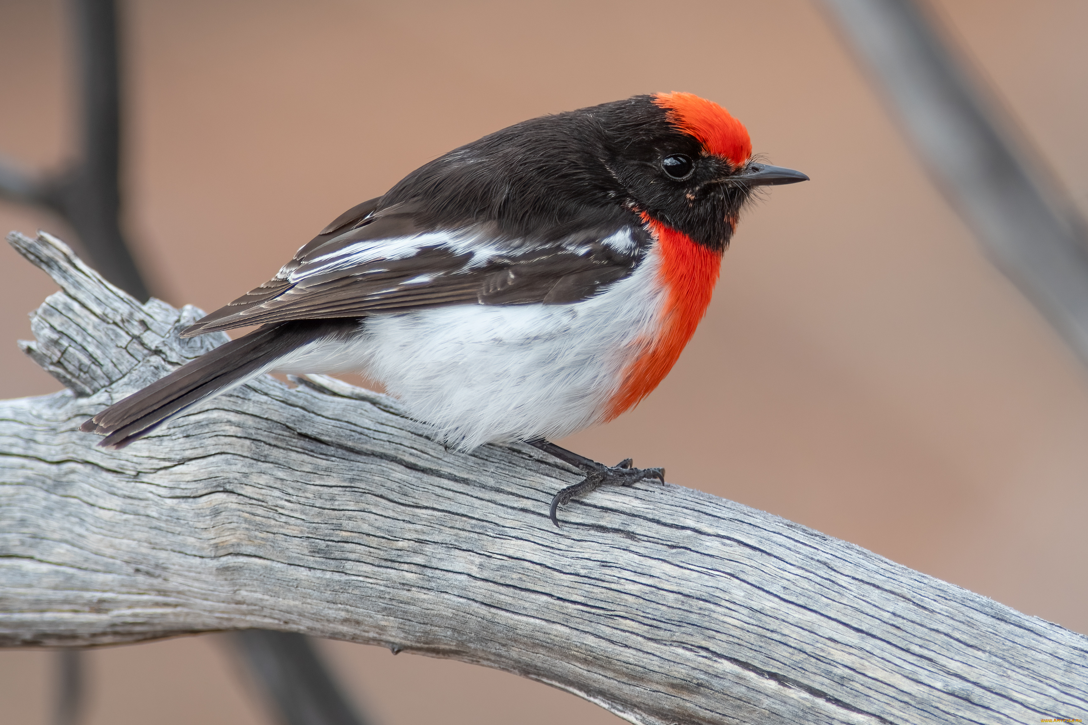 животные, птицы, птица