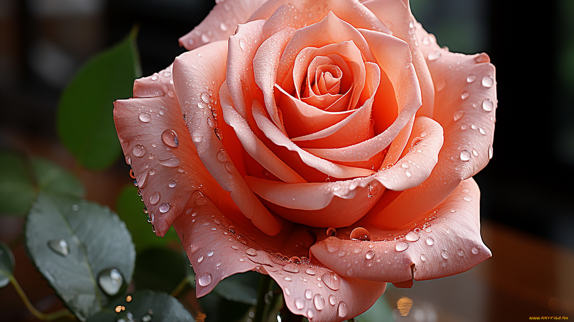 3д, графика, цветы, , flowers, роза, капли, макро