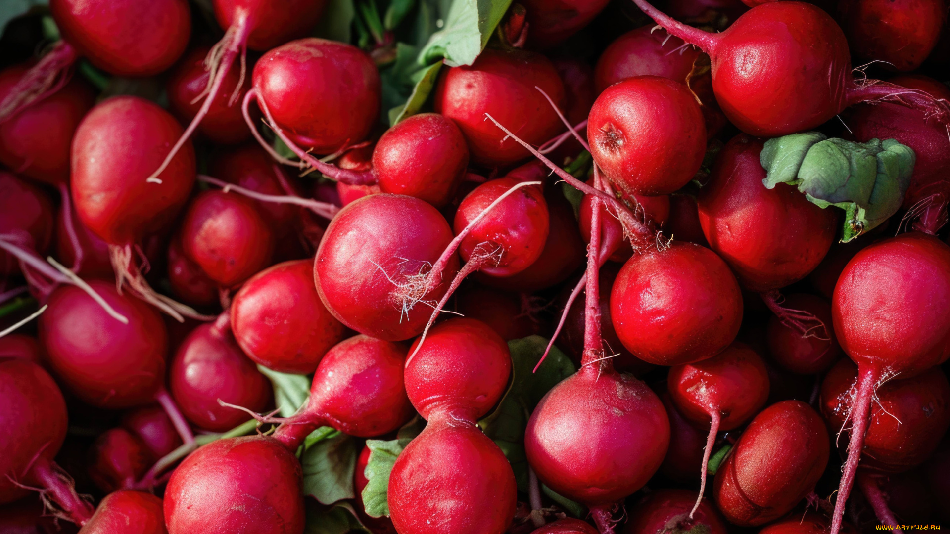еда, редис, , репа, , редька, овощ, красный, много