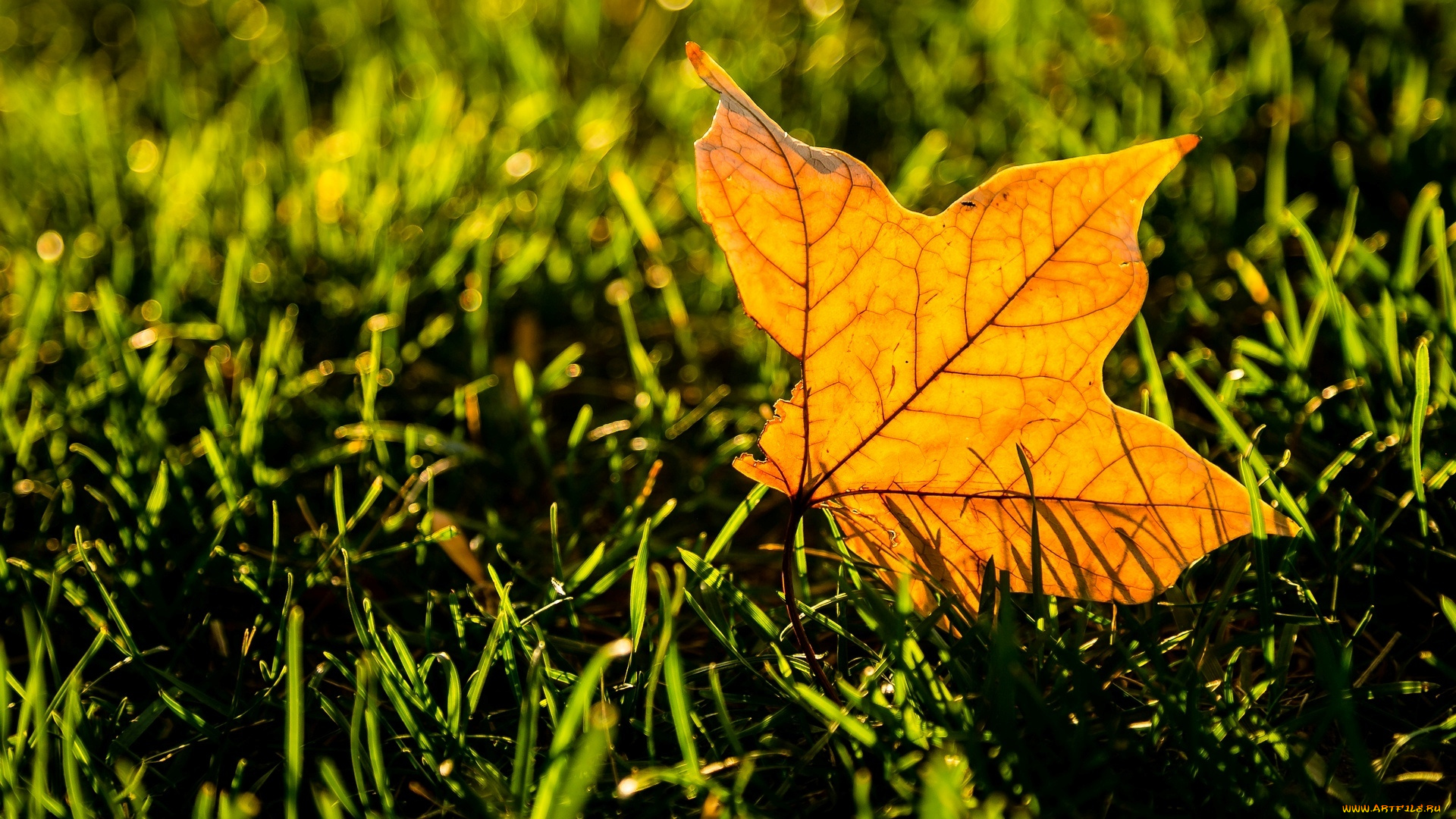 природа, листья, лист, трава