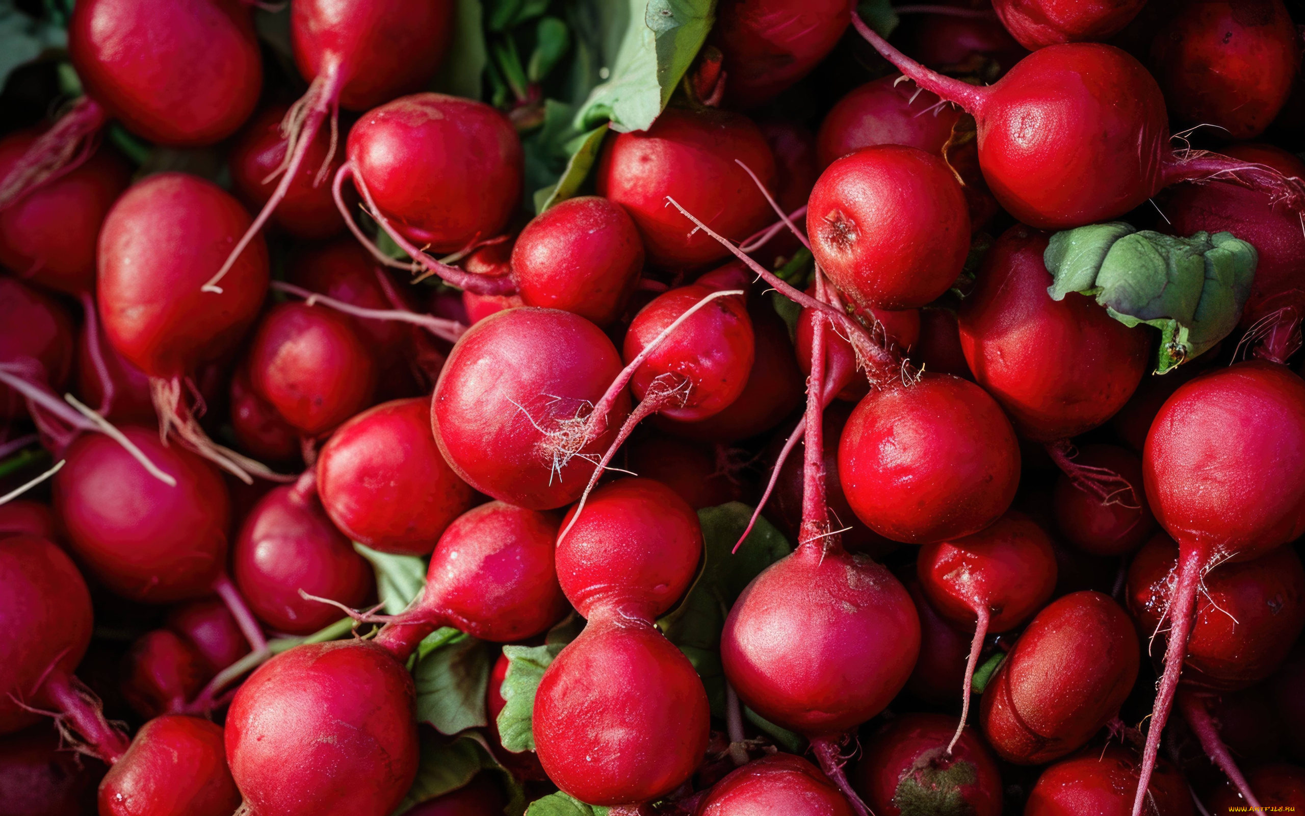 еда, редис, , репа, , редька, овощ, красный, много