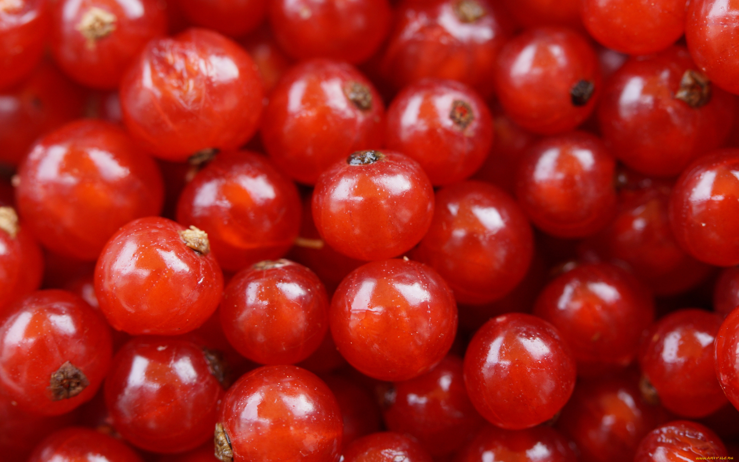 еда, смородина, ягоды, красная, макро