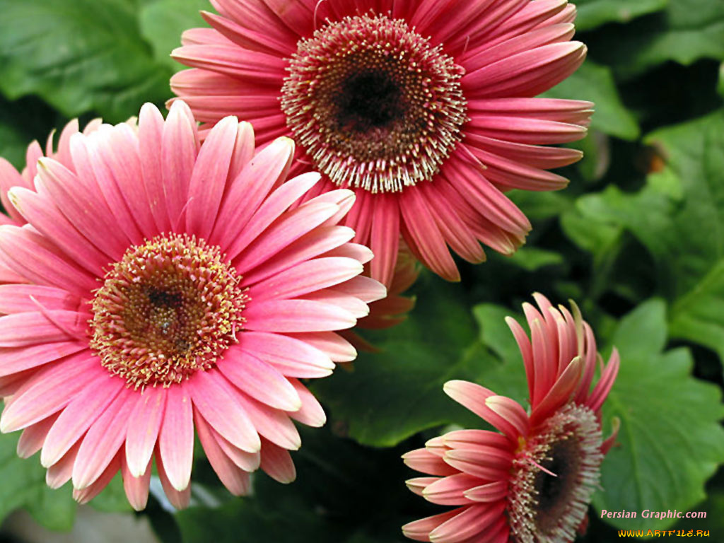 цветы, герберы