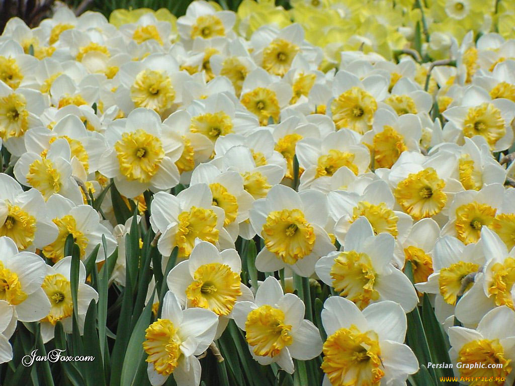 цветы, нарциссы