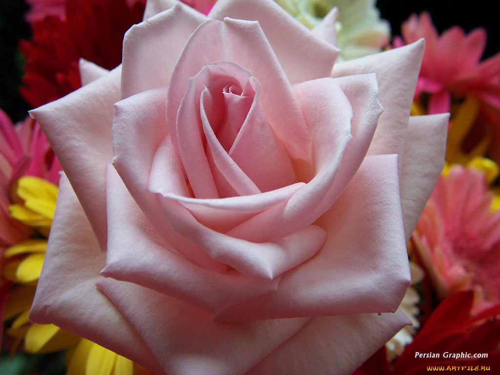 цветы, розы