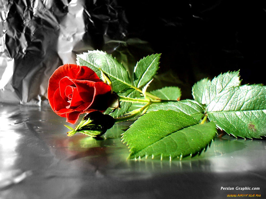 цветы, розы