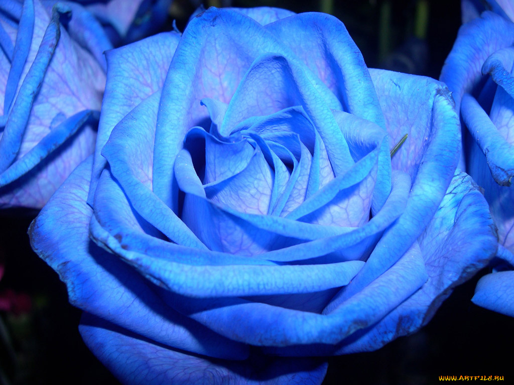 цветы, розы