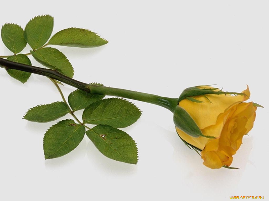 цветы, розы