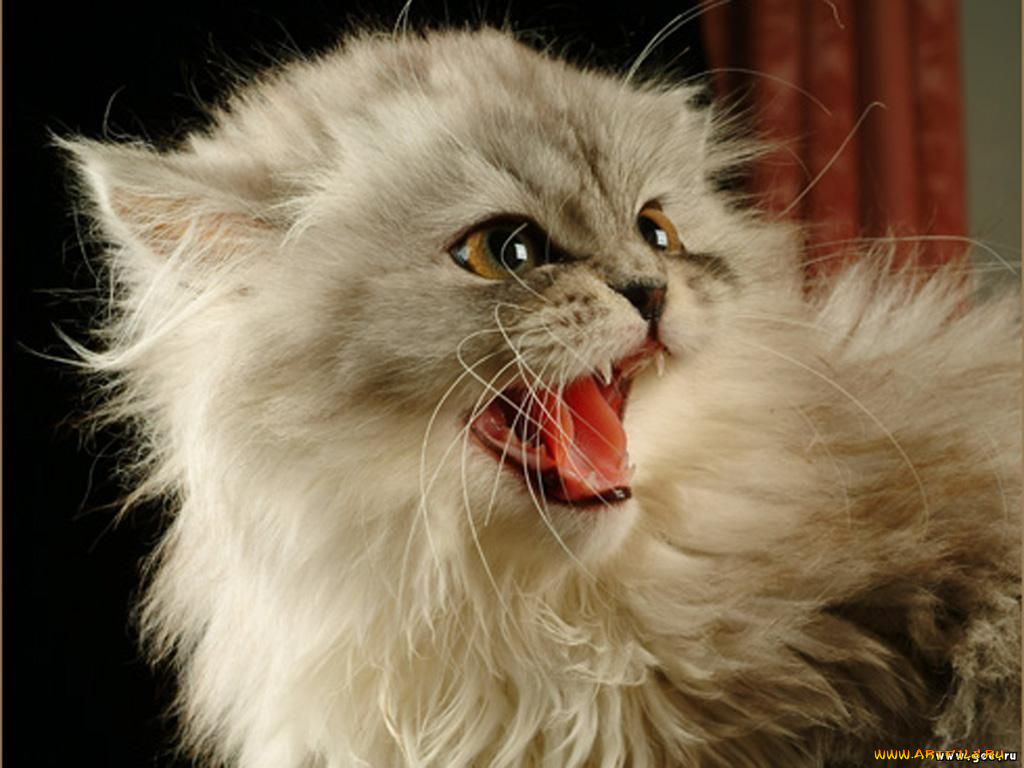животные, коты