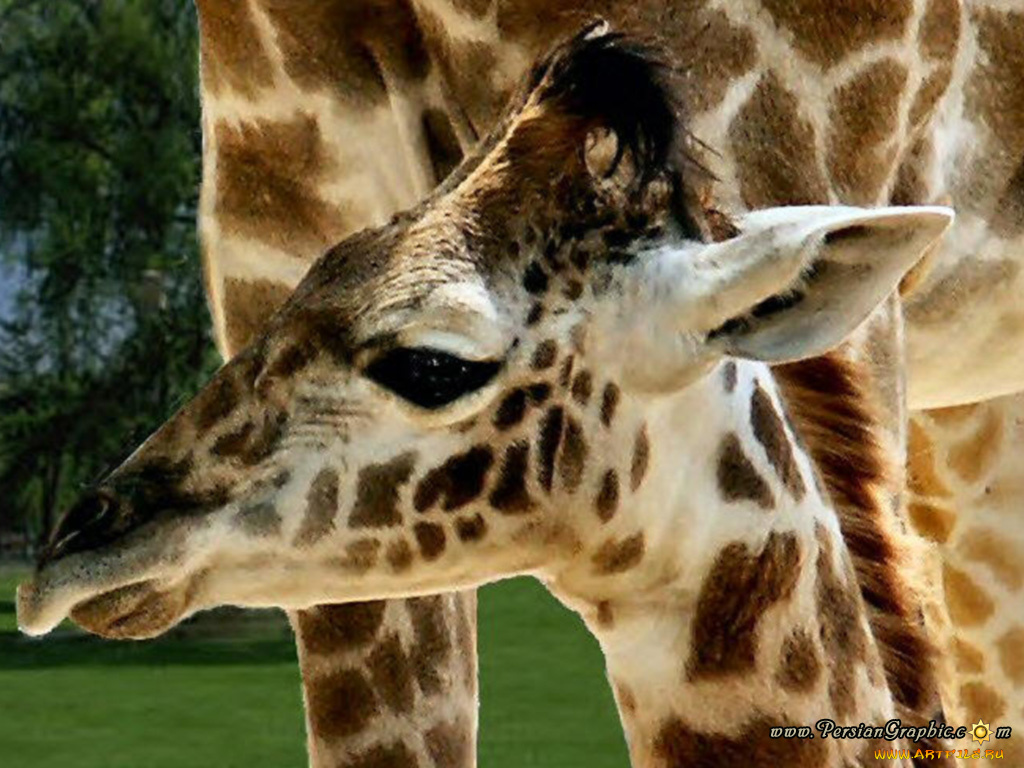 животные, жирафы