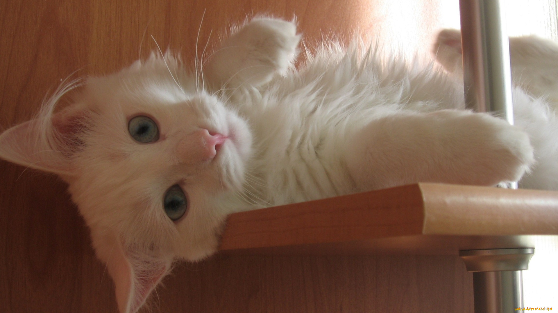 наглый, тип, животные, коты