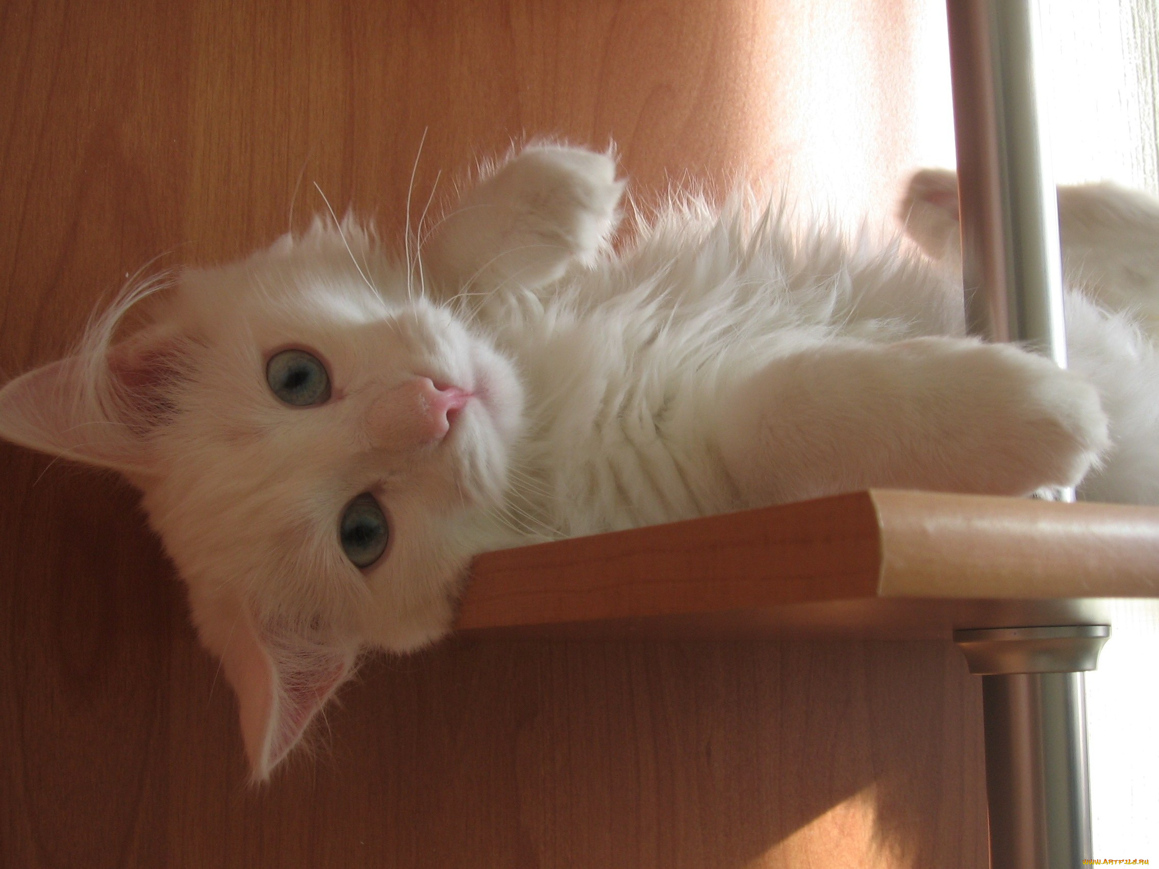 наглый, тип, животные, коты