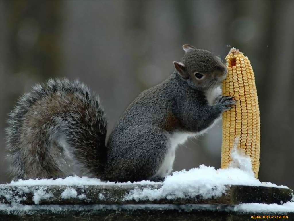 животные, белки