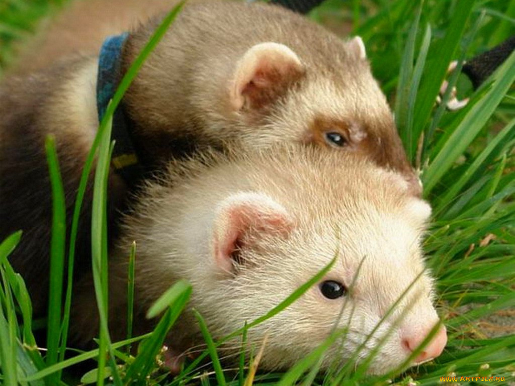 животные, хорьки, ласки, соболи, горностаи, куницы