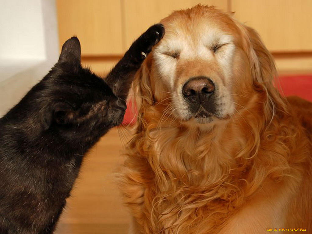 животные, разные, вместе