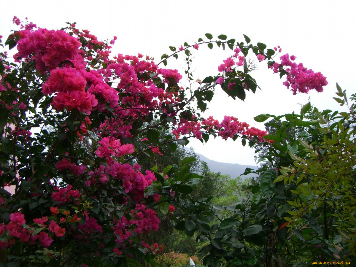 цветы, бугенвиллея