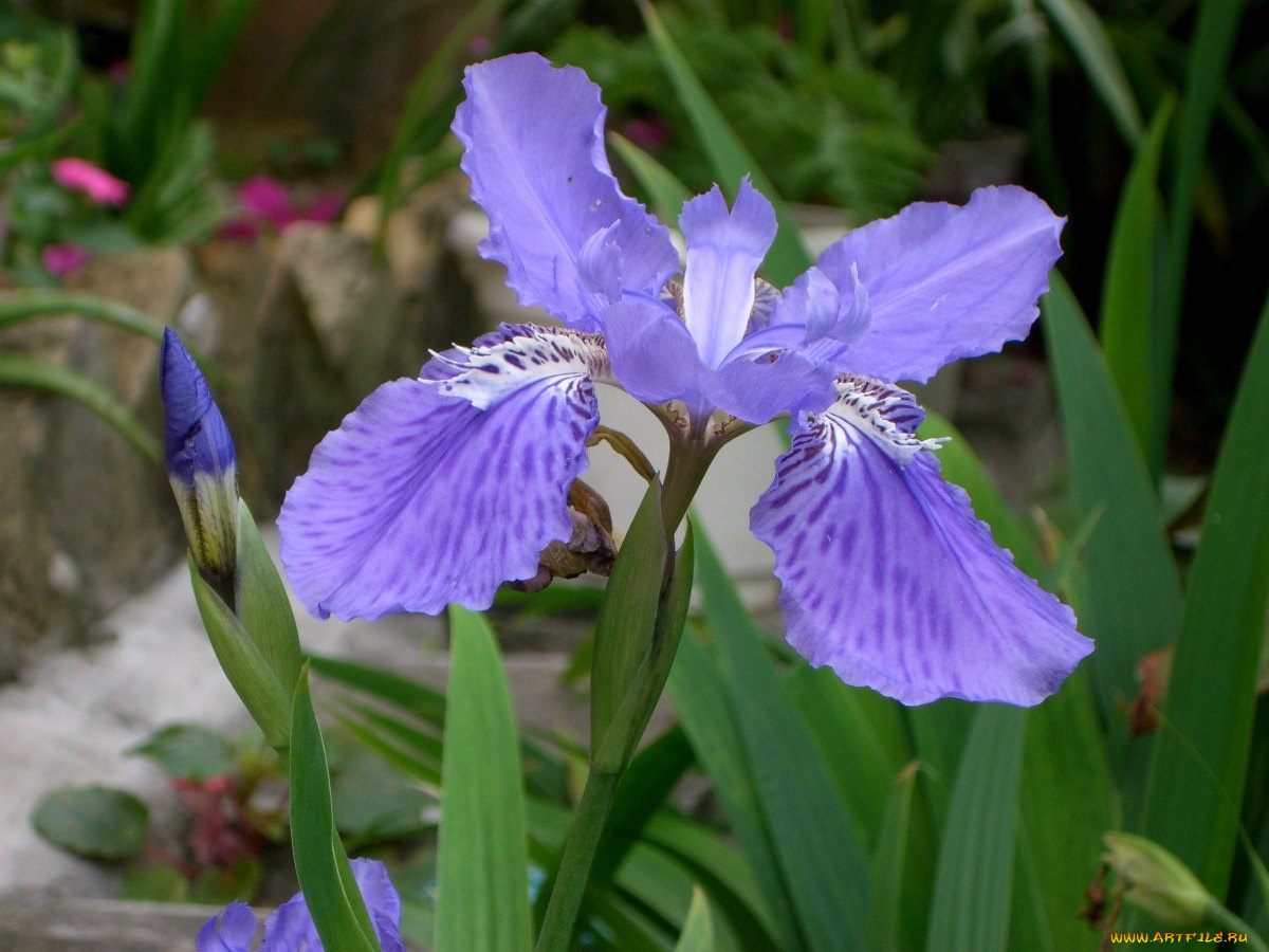 цветы, ирисы
