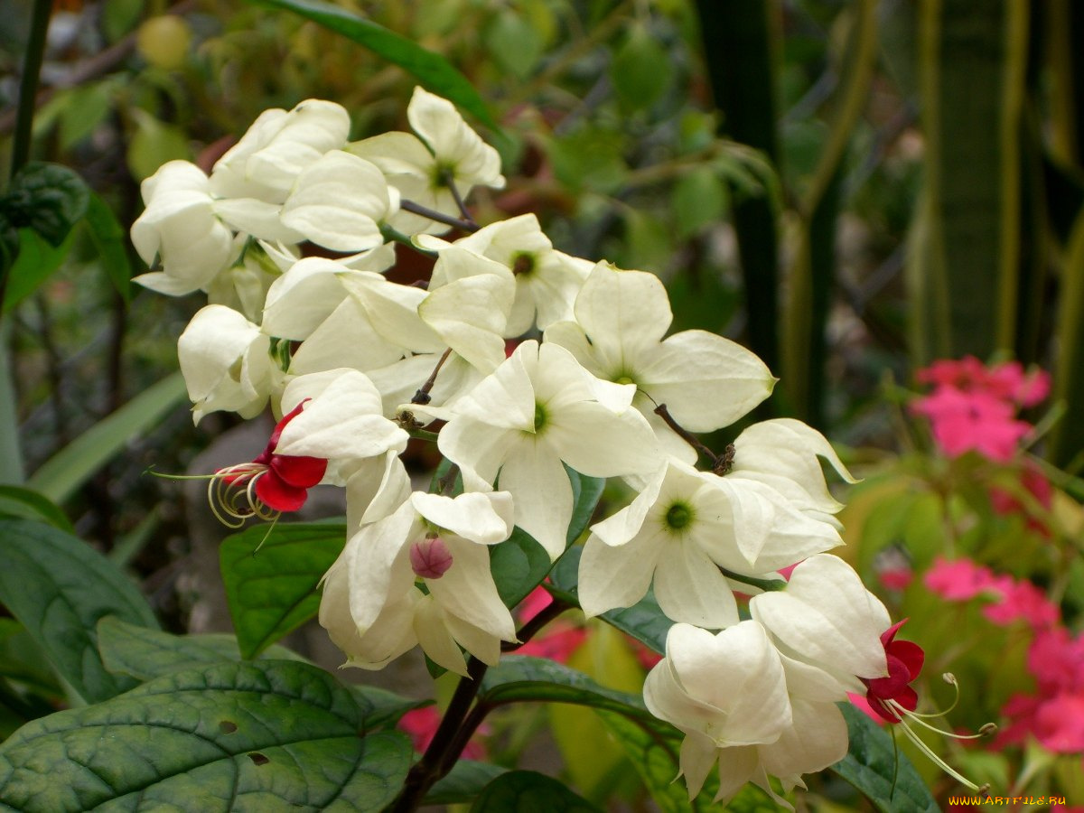 цветы, клеродендрумы