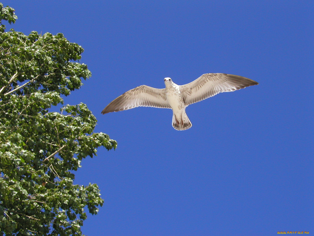 животные, Чайки, бакланы, крачки