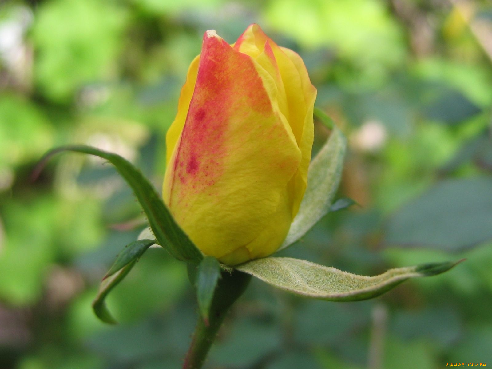 цветы, розы