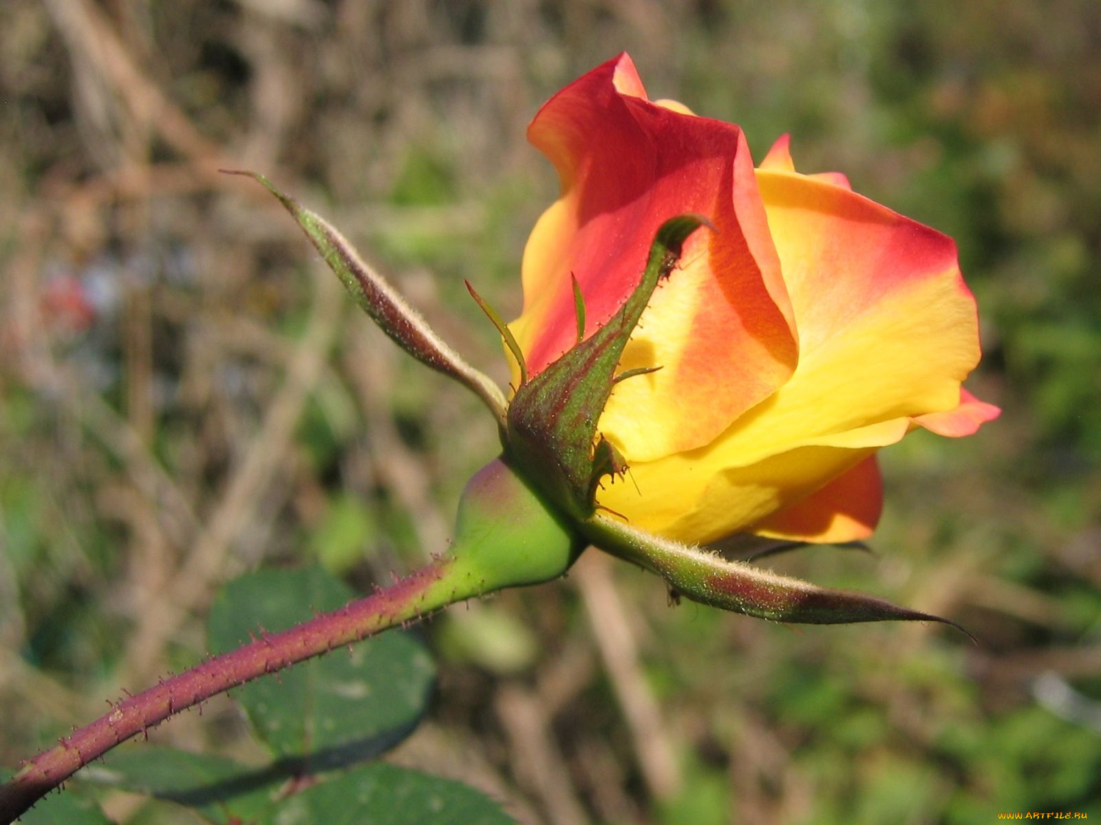 цветы, розы