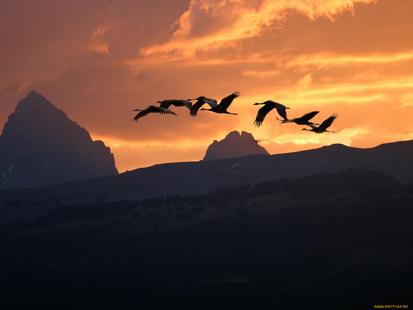sandhill, sunrise, животные, журавли