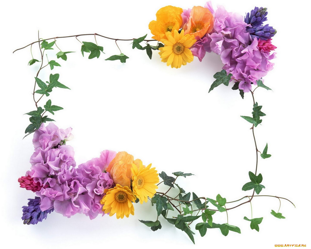 цветы, разные, вместе