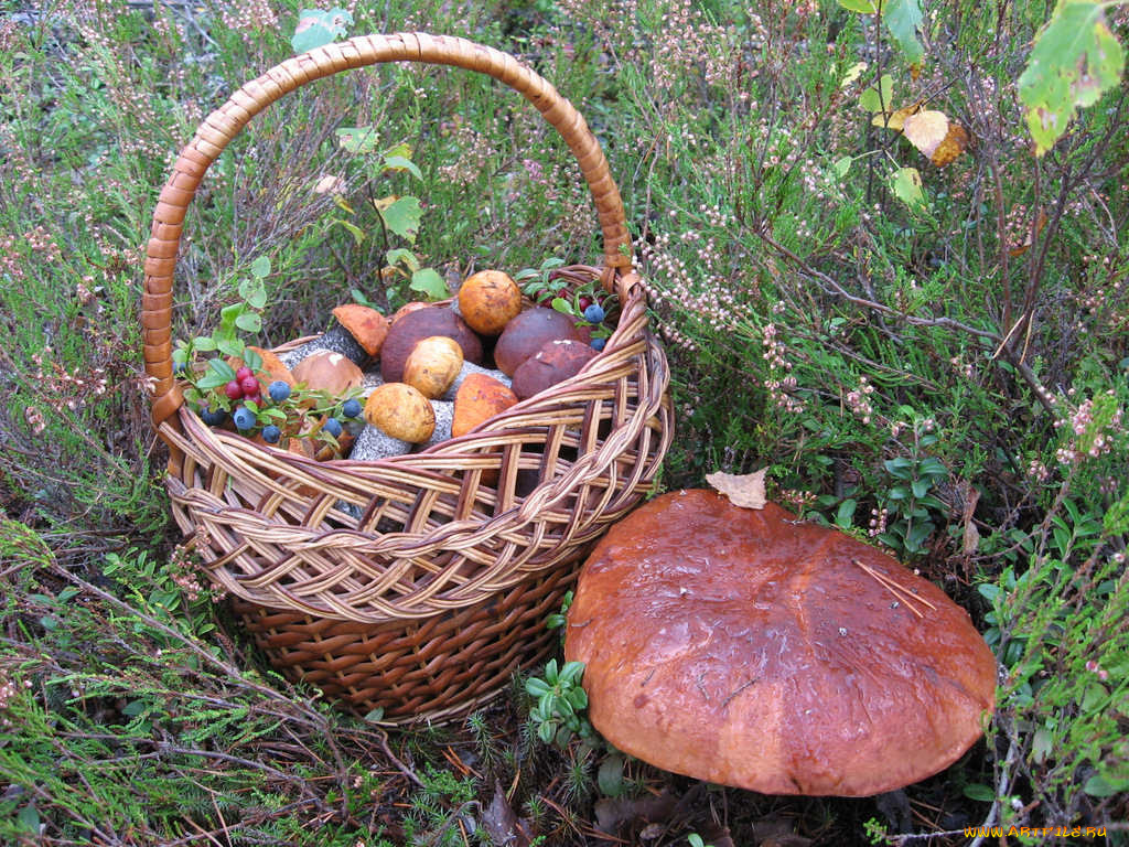 еда, грибы, грибные, блюда