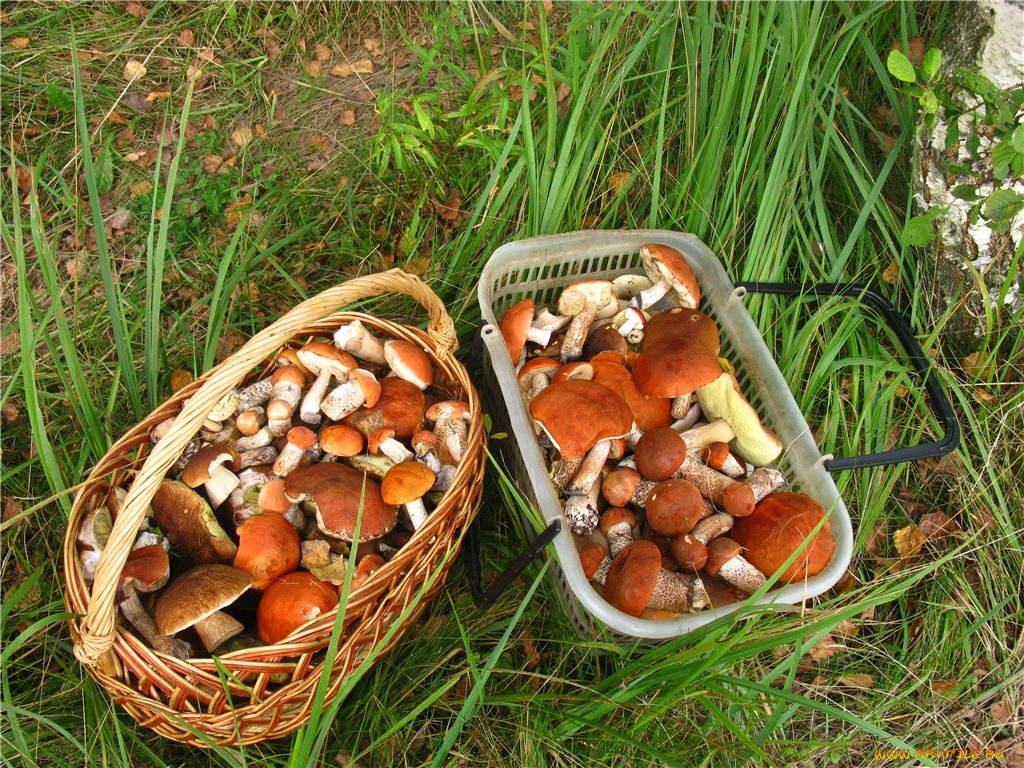 еда, грибы, грибные, блюда