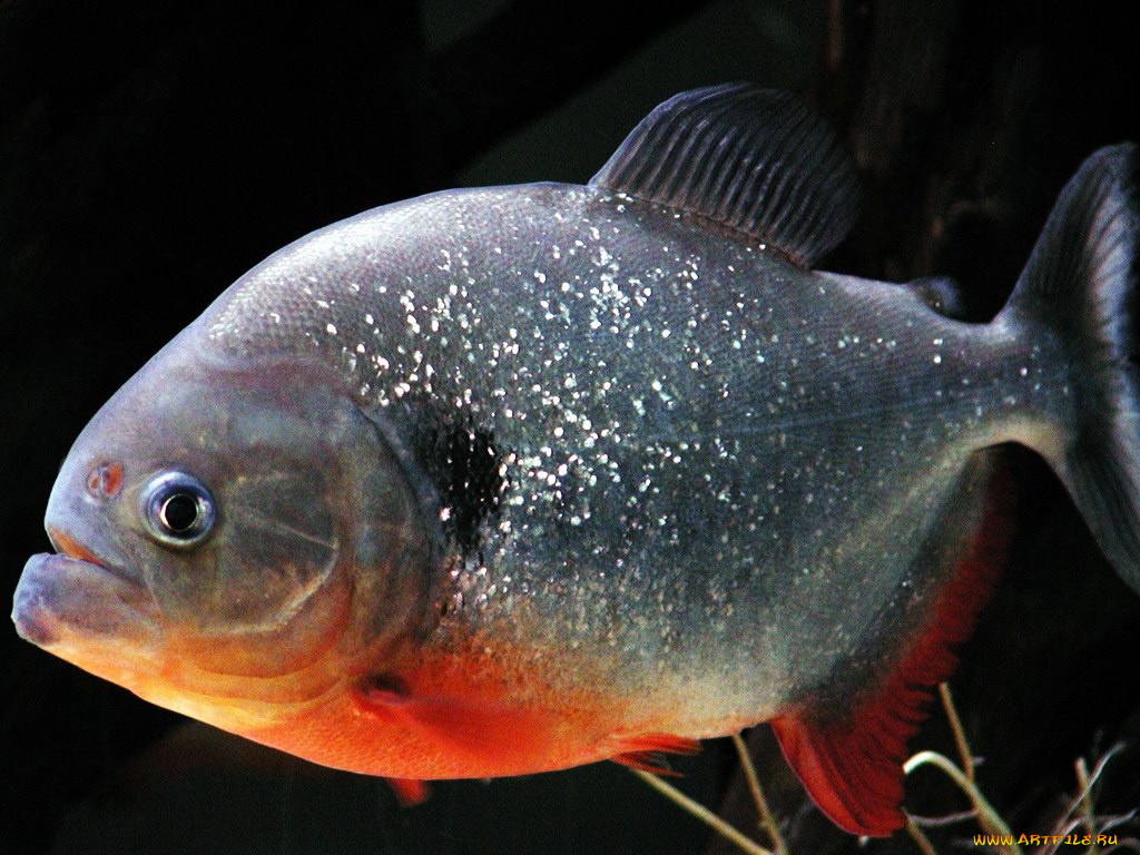 животные, рыбы