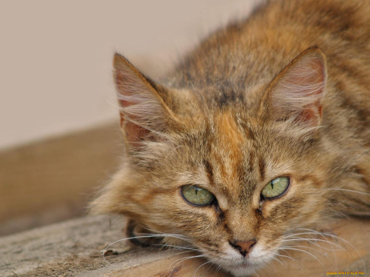 животные, коты