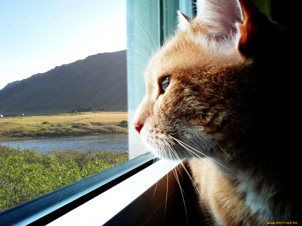 животные, коты