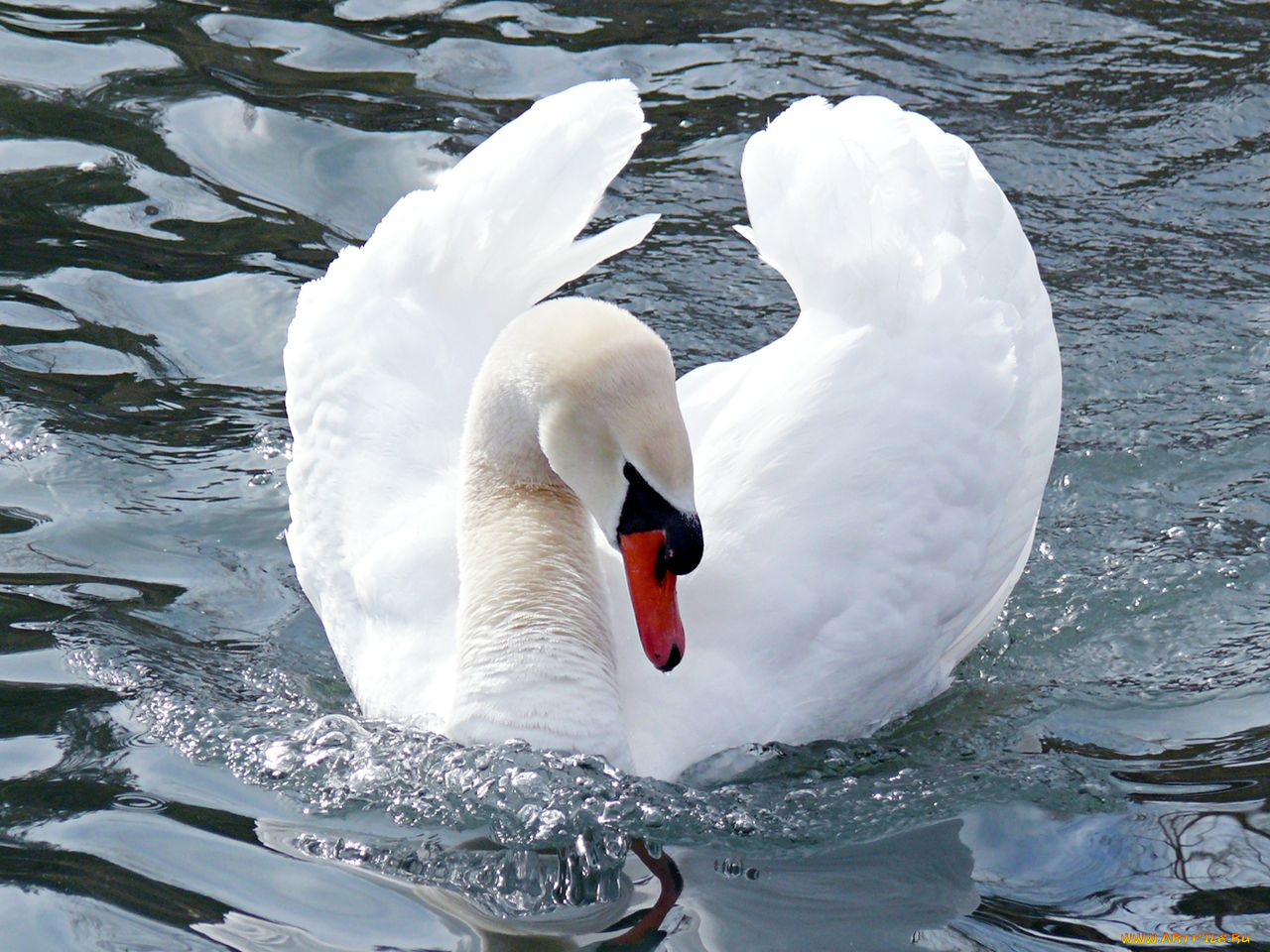 животные, лебеди