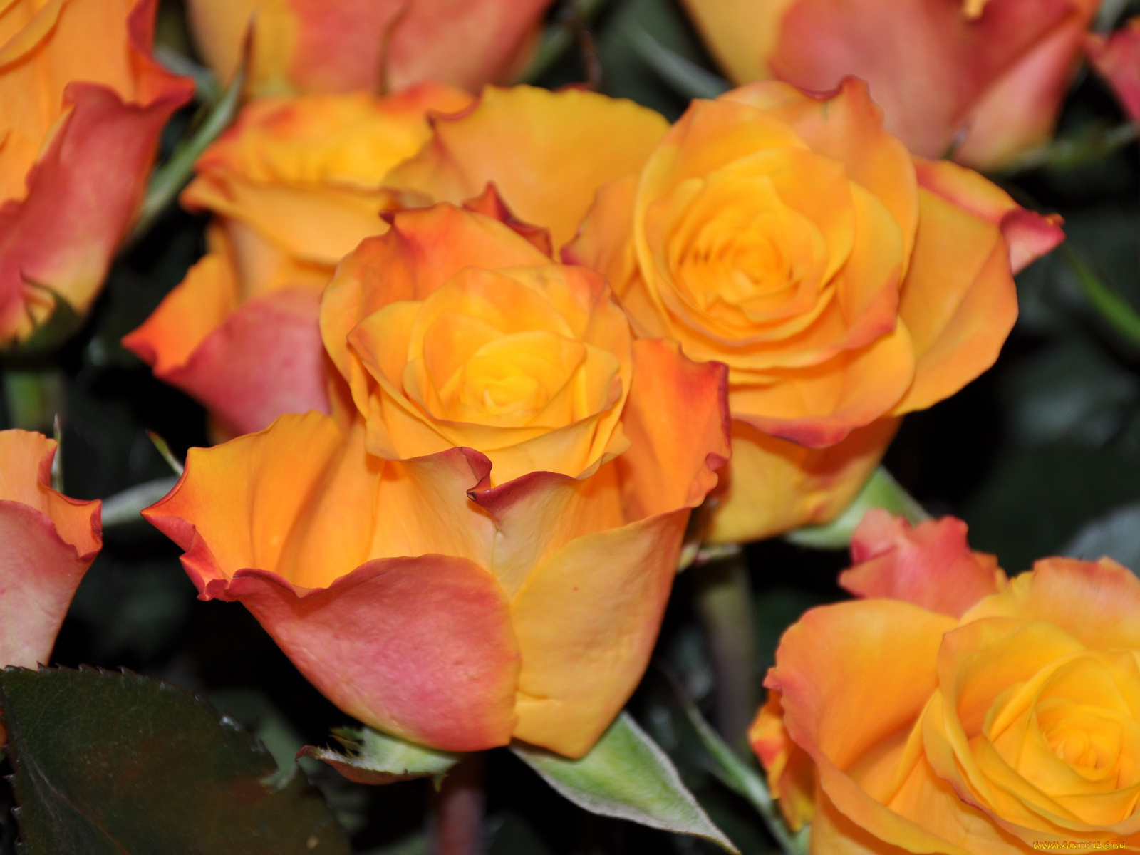 цветы, розы