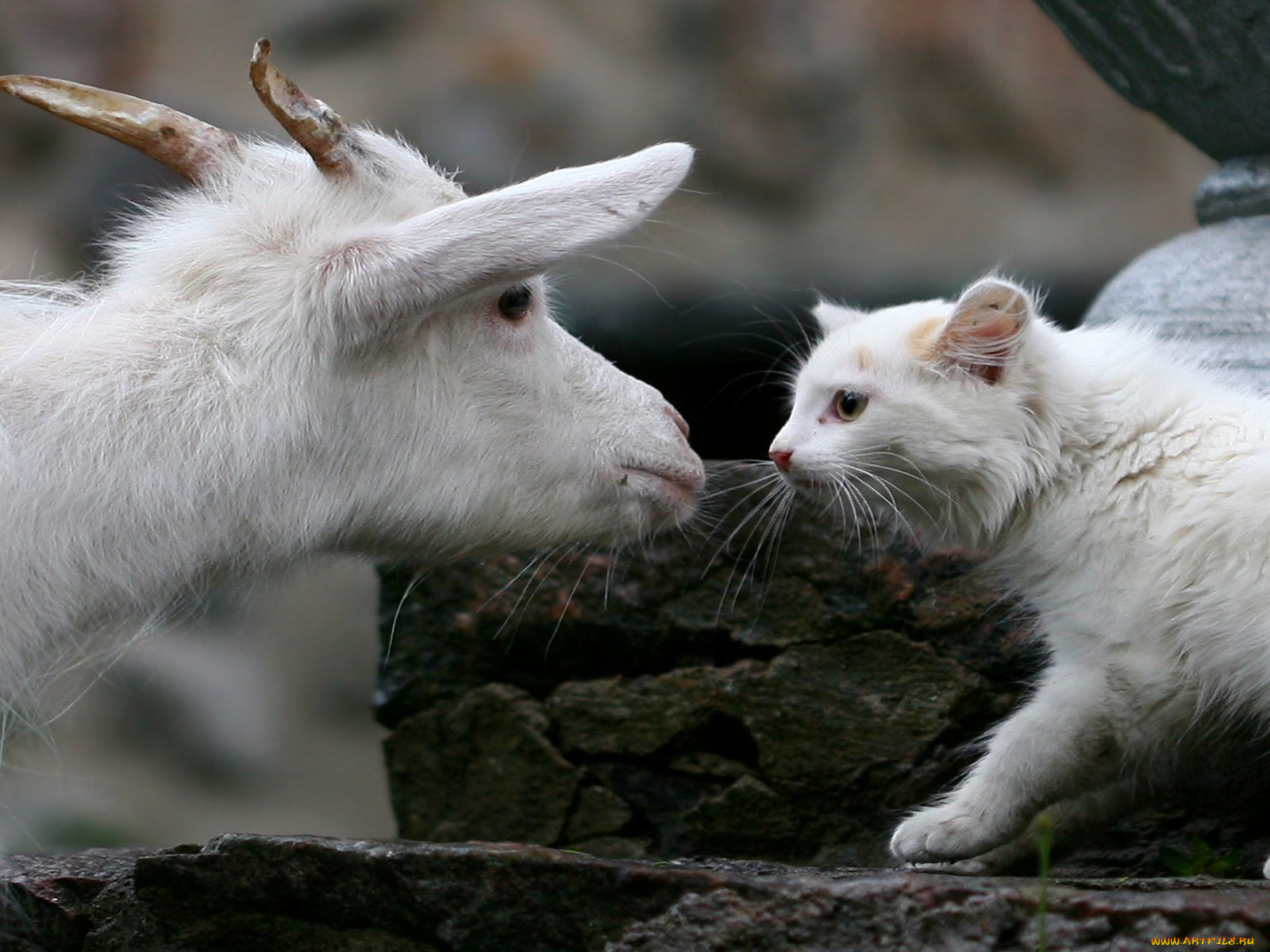 животные, разные, вместе