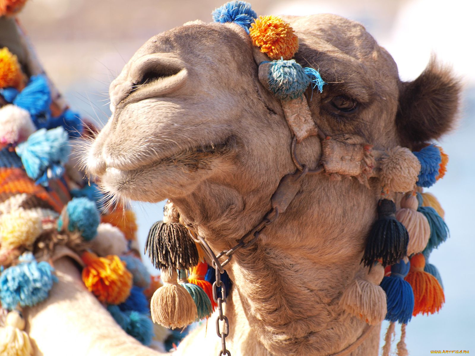 животные, верблюды