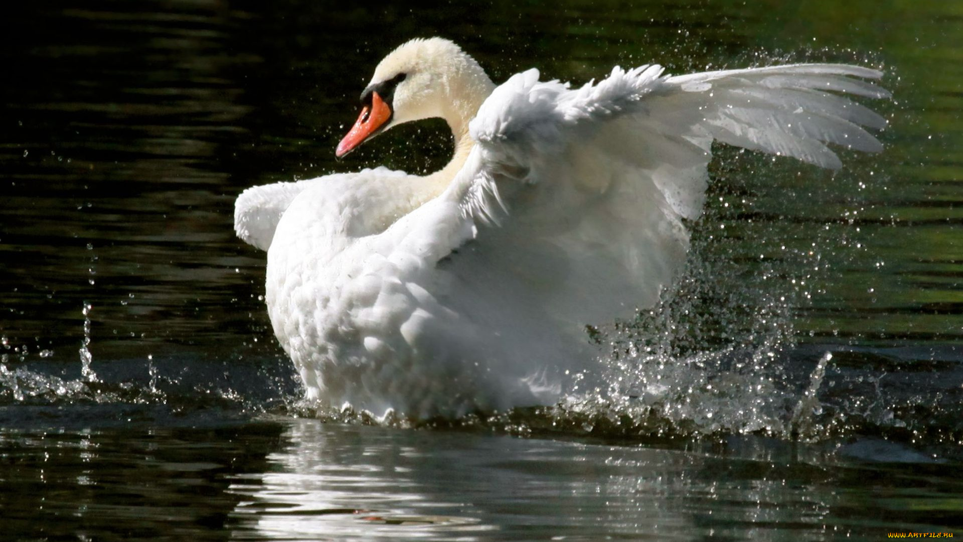 животные, лебеди