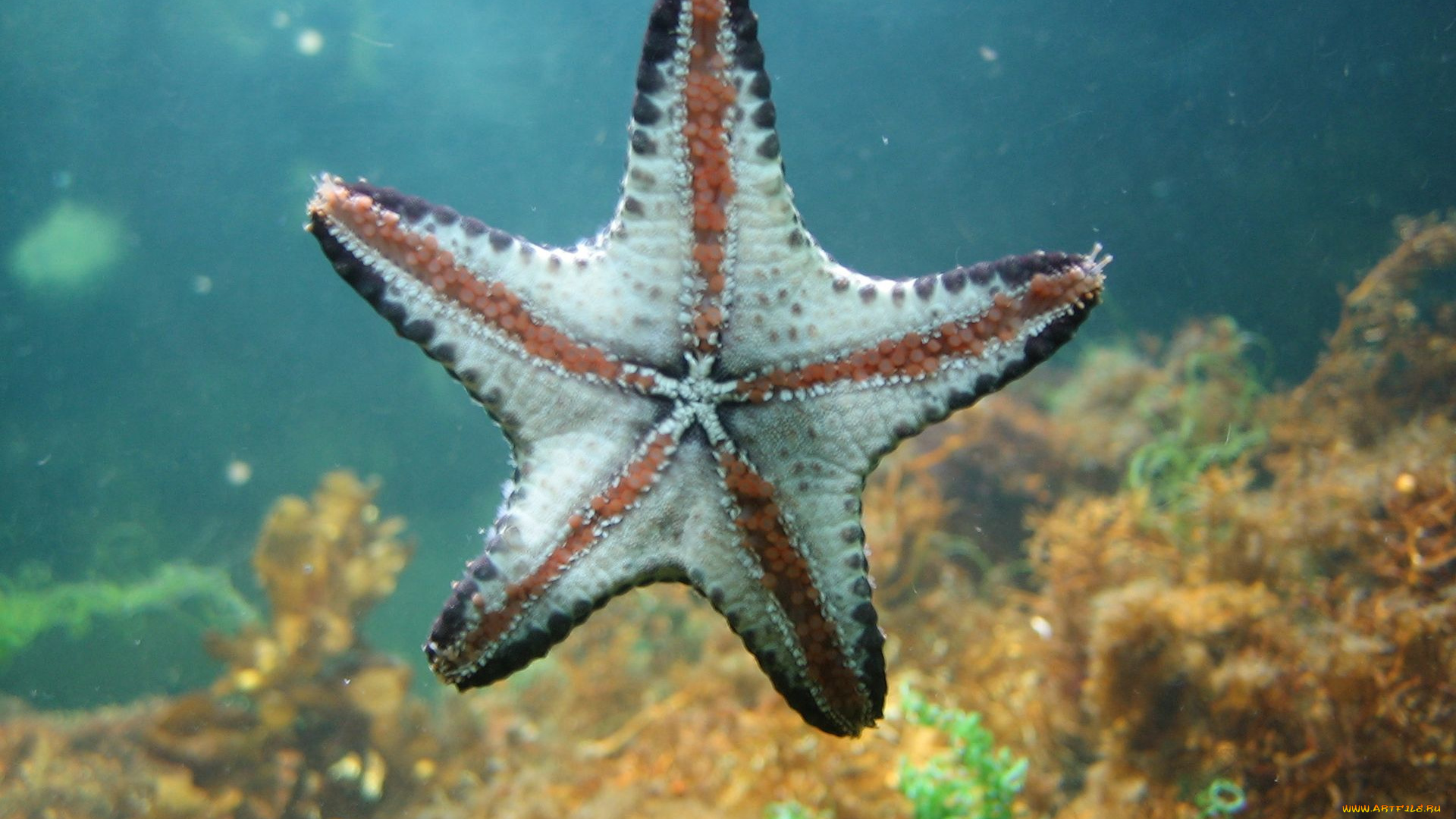 животные, морские, звёзды
