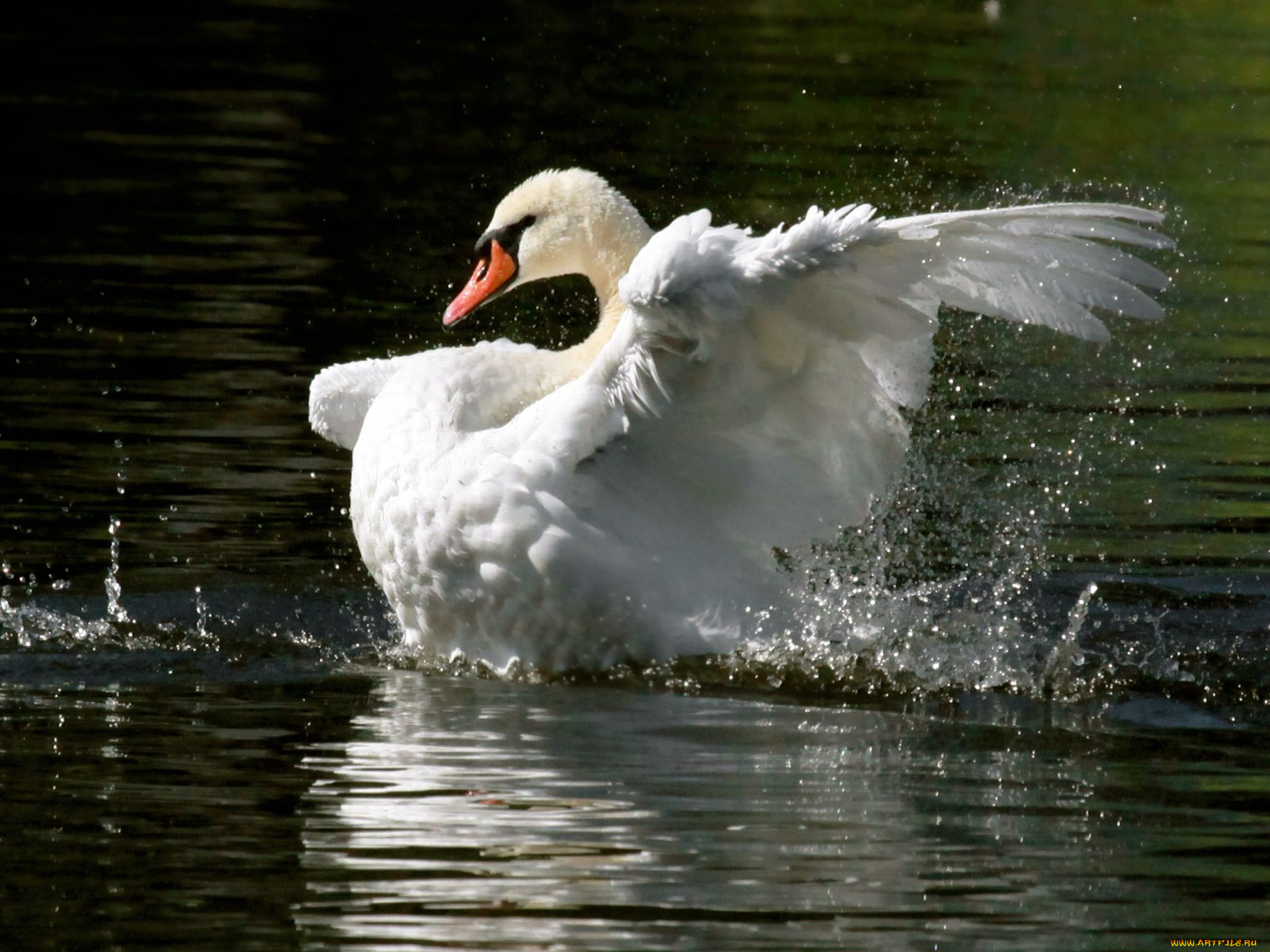 животные, лебеди