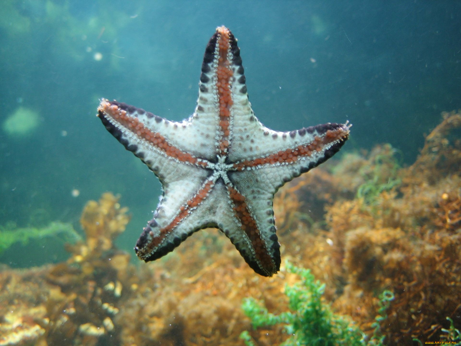 животные, морские, звёзды