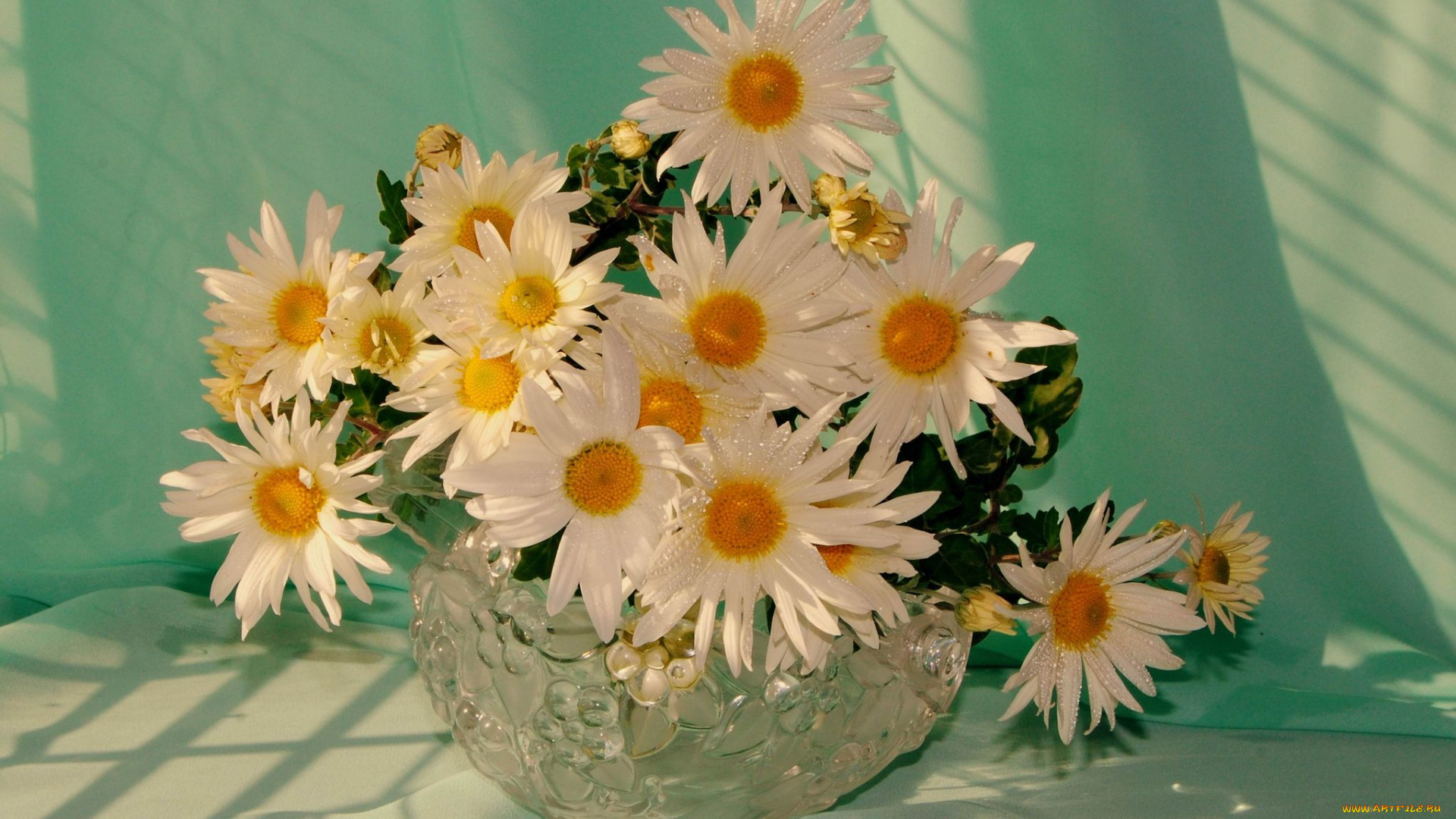 авт, nezabudka, fn, цветы, ромашки